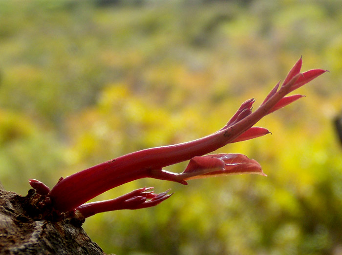 Ceratonia siliqua